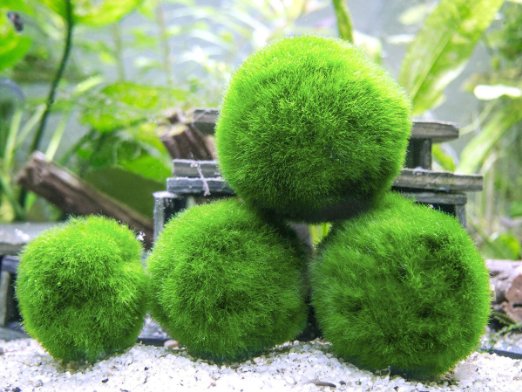 3 Giant Marimo Moss Balls - Very High Quality - 1.5 Inches, 6 to 10 Years Old!