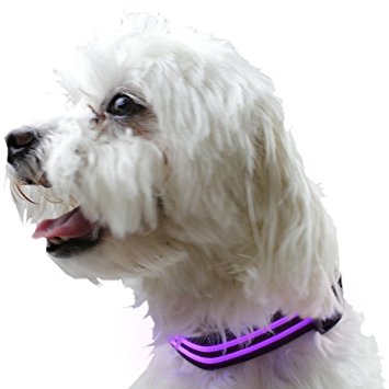 PetsLine Black Rechargeable Safety Adjustable LED Light Up Flashing Dog Collar