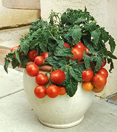 30  Dwarf Red Robin Mini Tomato Seeds Determinate Heirloom Non-GMO Sweet Mini Grown in The USA!