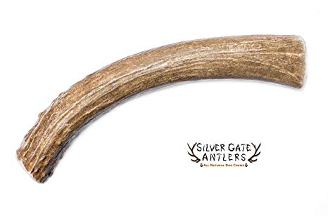 Silver Gate Antlers Deer Antlers for Dogs | Premium Dog Antler Chews - All Natural Dog Bone Chew Treat - Montana USA | Made in Nature, Not in a Factory! | EXTRA LARGE 7-9" XL - Single Pack (Whole)
