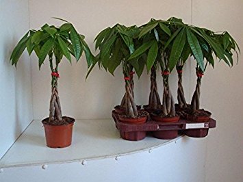 Pachira Aquatica plant with a plaited stem. Guiana Chestnut Tree