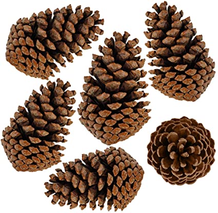 Supla 6 PCS 5"- 6" Tall Natural Pinecones Giant Pine Cones Large Pinecone Ornaments Real Preserved Pine Cones Big Pinecones