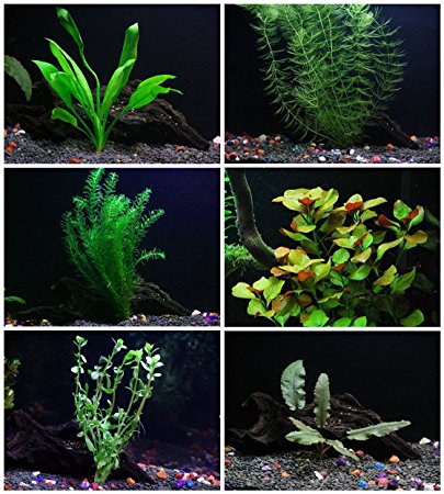 25  stems / 6 species Live Aquarium Plants Package - Anacharis, Amazon and more!