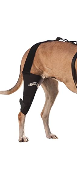 Canine Knee Brace 3.0 mm Neoprene Support Sleeve (Medium/Large 12-13" Right Leg 1" Above Knee)