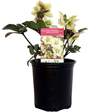 Helleborus X 'Ivory Prince' (Christmas Rose) Perennial, white flowers, 1 - Size Container
