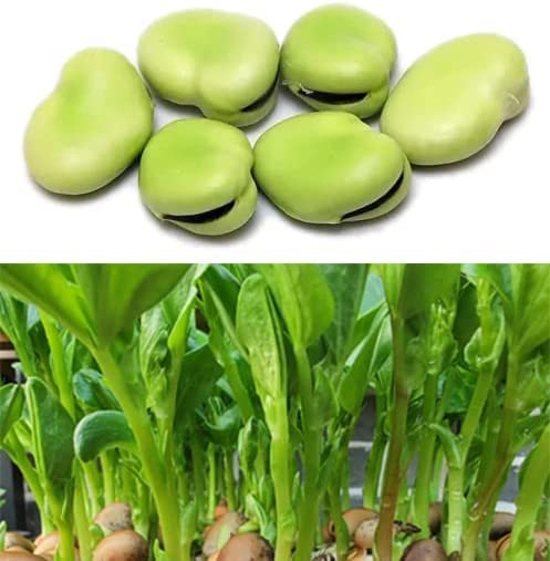 25 Fava Bean Seeds for Planting Vegetables and Fruits,Cover Crop-Chinese Broard Bean Seeds (蚕豆).Non GMO Garden Seeds for Home Vegetable Garden(40g Veggie Seeds Fava Bean)