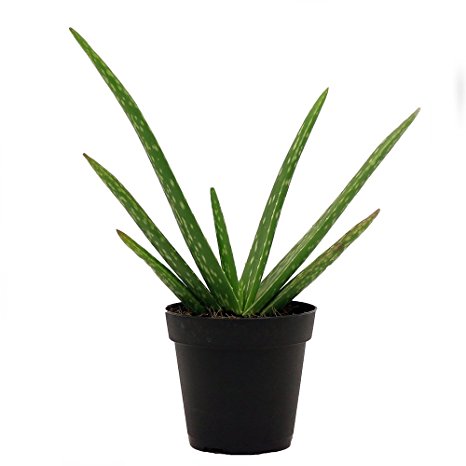 Delray Plants Aloe Vera in Pot