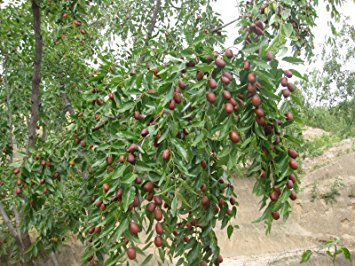 5 JUJUBE CHINESE DATE TREE SEEDS ** HEALTHY!! #1153