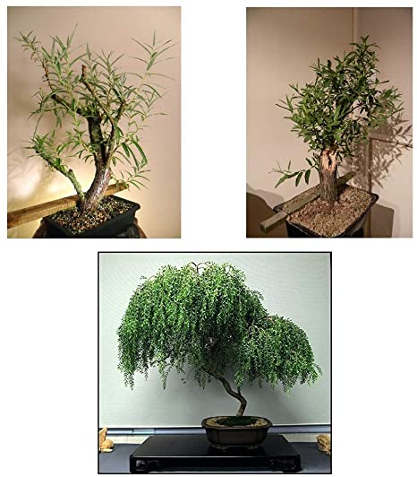 Bonsai Willow Tree Bundle - 1 Each of Dwarf Weeping, Globe Willow, Black Willow Tree Cuttings - Large Thick Trunks - Live Indoor Outdoor Bonsai Trees