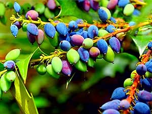 20 Oregon Grape Seeds for Planting - Stunning Ornamental Fruit Bearing Plant - Berberis bealei, Barberry, Leatherleaf mahonia