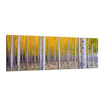 Pyradecor Giclee Canvas Prints Wall Art White Birch Trees Pictures Paintings for Living Room Home Decorations Large Autumn Forest Modern Stretched and Framed Yellow Landscape Artwork 48x16 Inch