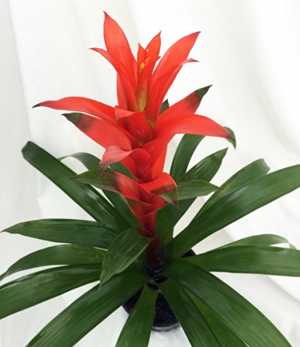 Orange Jazz Blazing Star Vase Plant - 5" Pot - Guzmania - Bromeliad