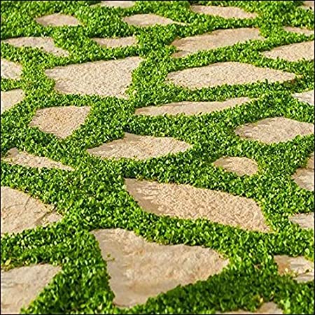 Carpet Vine Seeds - 100 Dichondra Seeds to Grow - Ground Cover Plant