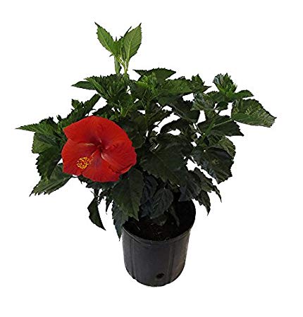 Red Hibiscus 3 Gallon Live Plant, Red Bloom