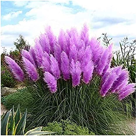 Heirloom 50  Ornamental Perennial Grass Seed - Pampas Grass -Pink Tall Feathery Blooms