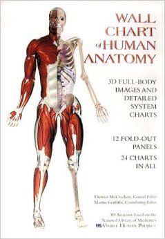 Wall Chart of Human Anatomy