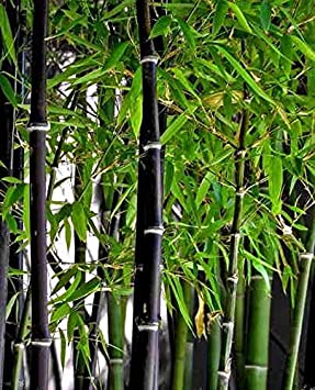 Rare Black Bamboo Seeds for Planting - 50  Seeds - Grow Black Bamboo, Privacy Screen, Good for Environment - Ships from Iowa