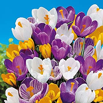Crocus Species Mix (10 Bulbs) Purple, White, Yellow Perennial Bulb Mix. Made in USA, Ships from Our Iowa Nursery
