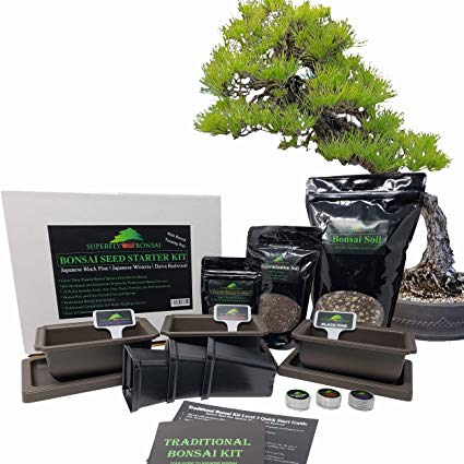 Traditional Bonsai Seed Growing Kit - Japanese Wisteria, Japanese Black Pine, Dawn Redwood (Level 2)