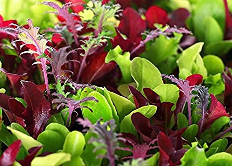 This is a Mix!!! 2000  Seeds Microgreens Mix 40 Varieties - About 1 oz. - Superfood Seeds Heirloom Non-GMO Delicious Easy to Grow! from USA Fresh and Tested Seeds!