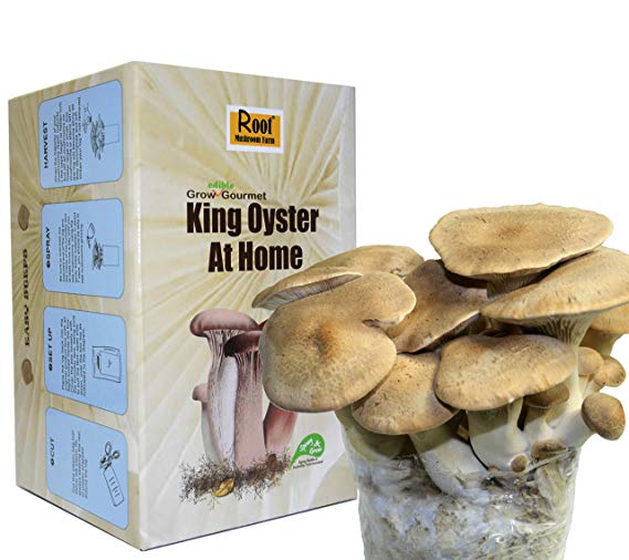Root Mushroom Farm- King Oyster Mushroom Growing kit-New Launched