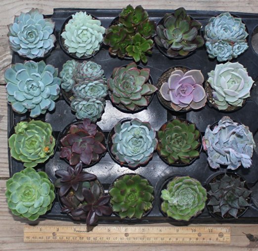 20 Misc Echeveria Mixed Succulents 2.5 " Pots Great for Gifts and Wedding Favors