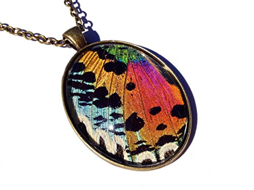 Real Sunset Moth Necklace - Butterfly Wing Pendant - Insect Jewelry Under Magnified Glass