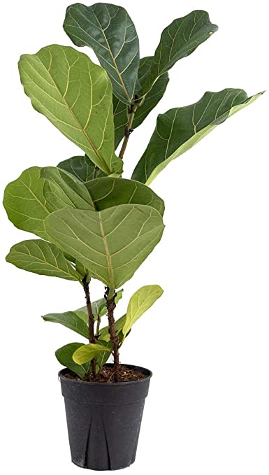 Ficus lyrata - Fiddle Leaf Fig (6" Pot)