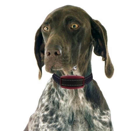 Our K9 Garnet - Pet Safe Dog Shock Collar - Emits Audible Warnings and Light Static - Training Collar for Small to Large Dogs - Durable Lightweight Adjustable Design - Safe for Pets 10-110 Lbs