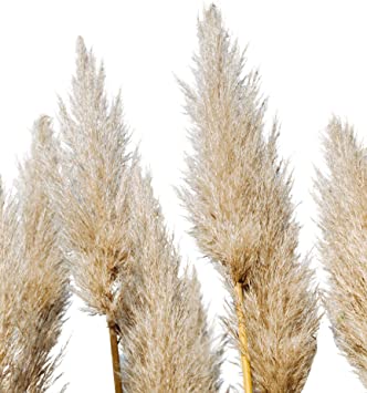 Design Envie Large Dried Pampas Grass Decor and Lagurus Bunch, Three Stems of Fluffy Natural Beige Plumes one Set of Plus Lagurus for Home, Wedding or Party Decor