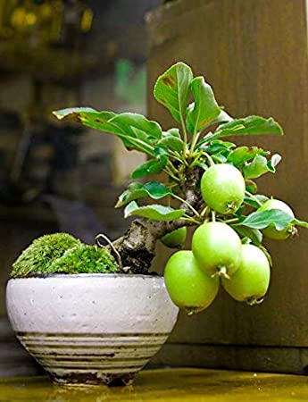 Guava Fruit Bonsai Tree Seeds - 20 Seeds to Grow - Exotic and Delicious Tropical Fruit. Great for Live Indoor Bonsai Tree - Fruit Seed for Sewing