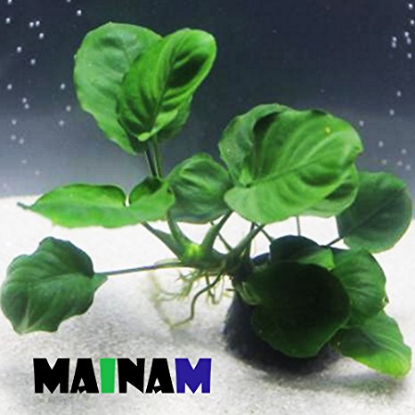 Anubias Barteri Coin Leaves Live Aquarium Plants Freshwater Rhizome 3 DAYS LIVE GUARANTEED By Mainam