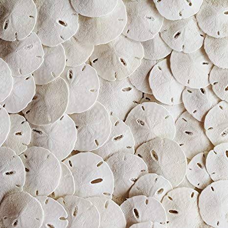 Tumbler Home Small Natural White Sand Dollars 50 pcs - Wedding - Sea Shell Craft 1 1/4" to 1 1/2" - Hand Picked and Professionally Packed