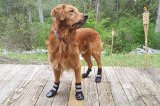 All Weather Neoprene Paw Protector Dog Boots with Reflective Velcro Straps in 5 Sizes