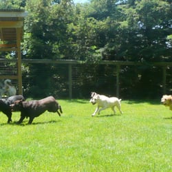 Olivet Kennel & Dog Training Resort