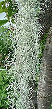 "Spanish Moss Terrarium Tillandsia Usneoides" Plant