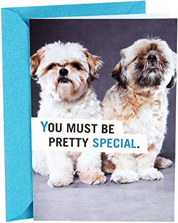 Hallmark Shoebox Funny Birthday Card (Shih Tzu Puppies)