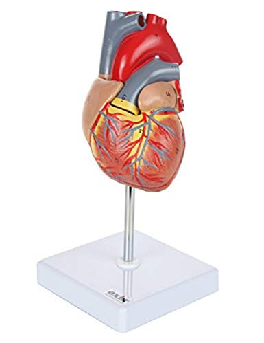 Axis Scientific Human Heart Model | 2-Part Deluxe Life Size Heart Shows 34 Anatomical Internal Structures | Held together with Magnets on Base | Includes Detailed Product Manual and 3 Year Warranty