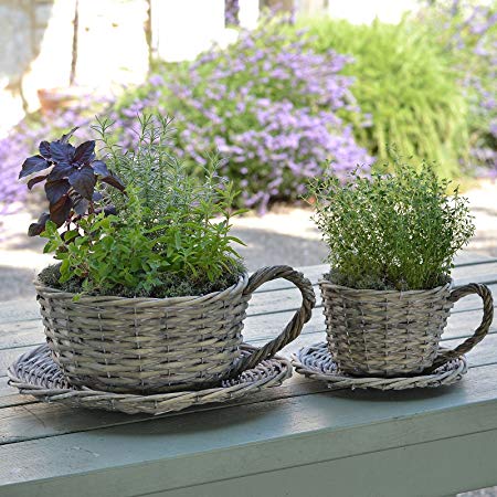 Plant Theatre 2 Willow Teacup Planters – Gift Boxed – Ideal Gift