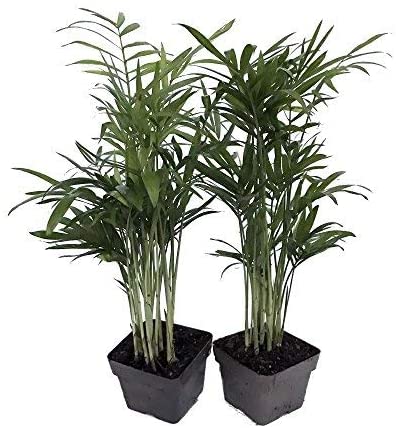 9GreenBox Victorian Parlor Palm 2 Plants - Chamaedorea - Indestructable - 3" Pots