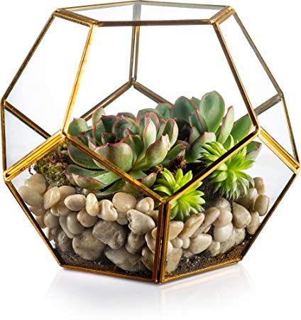 KooK Geometric Glass Terrarium, Eloquent Design, Plants, Succulents, Votive Candle Holder (Gold)