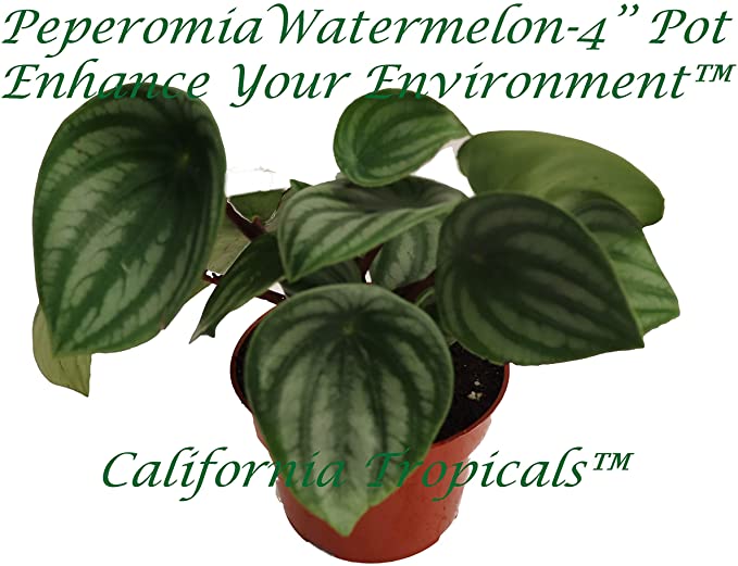 Peperomia Watermelon - 4'' from California Tropicals