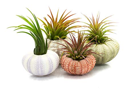 Nautical Crush Trading Urchin Air Plant Assortment | Varieties of Sea Urchins with Tillandsia Gift Set TM (4 Pack)