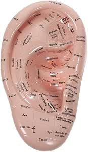 Ear Acupuncture Model Reflexology Acupoint Learning Display Laboratory Supplies Ear Model