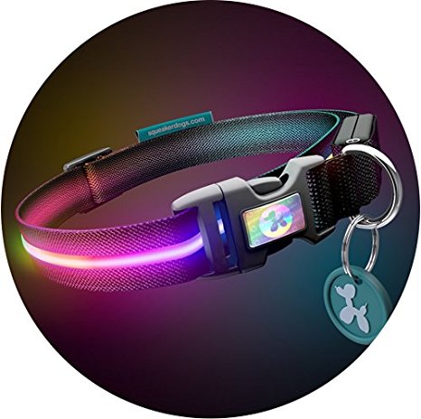 Authentic Squeaker LED Dog Collar - USB Rechargeable - Available in 8 Colors & 4 Sizes - Makes Your Dog Visible, Safe & In Sight!!