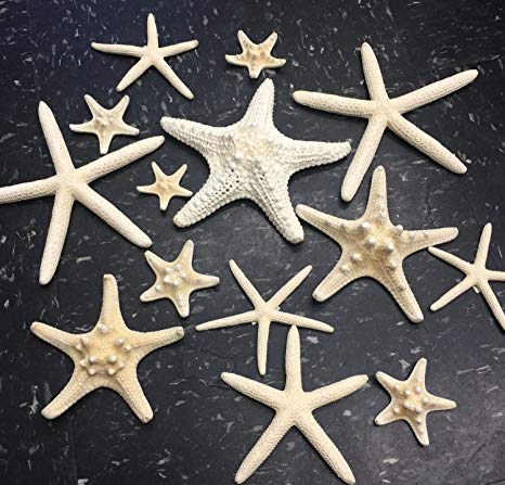 PEPPERLONELY 14PC Mixed Starfish, Finger Starfish, Knobby Armored Starfish, Jungle Starfish 2 Inch ~ 6 Inch