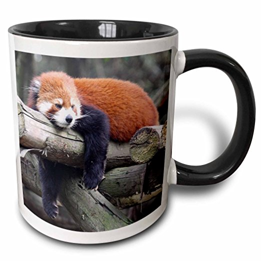 3dRose Adorable Red Panda, Sichuan Province, China Two Tone Black Mug, 11 oz, Black/White