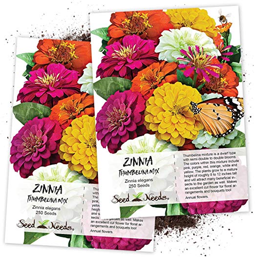 Seed Needs, Thumbelina Zinnia Mixture (Zinnia elegans) Twin Pack of 250 Seeds Each