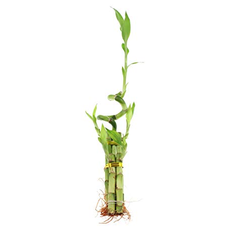 NW Wholesaler - 5 Stalk with Spiral Lucky Bamboo Arrangement