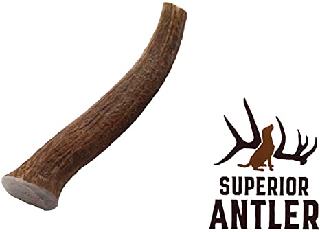 1- Large Antler, Whole, Single Pack –Large, All Natural Premium Grade A. Antler Chew. L=6-10” Naturally Shed, and Made in The USA. NO Odor, NO Mess. GUARENTEED SATISIFACTION. for Dogs 40-80 LBS
